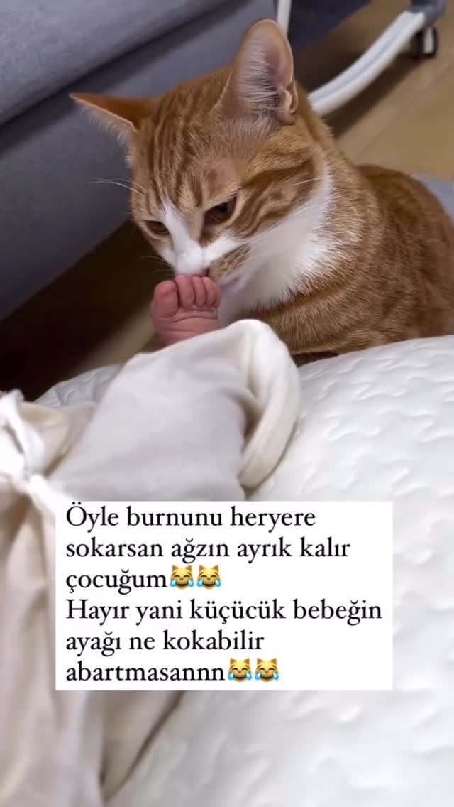 Ne kokabilir yani??? @emosunblogu16 #kedilievinhalleri #cat #cats_of_instagram #cats_of_world #kedil…