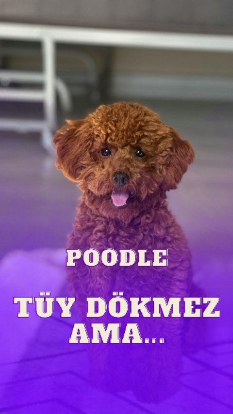 Poodle ırkı neden tüy dökmez? Gerçekten kokmaz mı? Tek katmanlı, sürekli uzayan kıvırcık tüy yapısı …