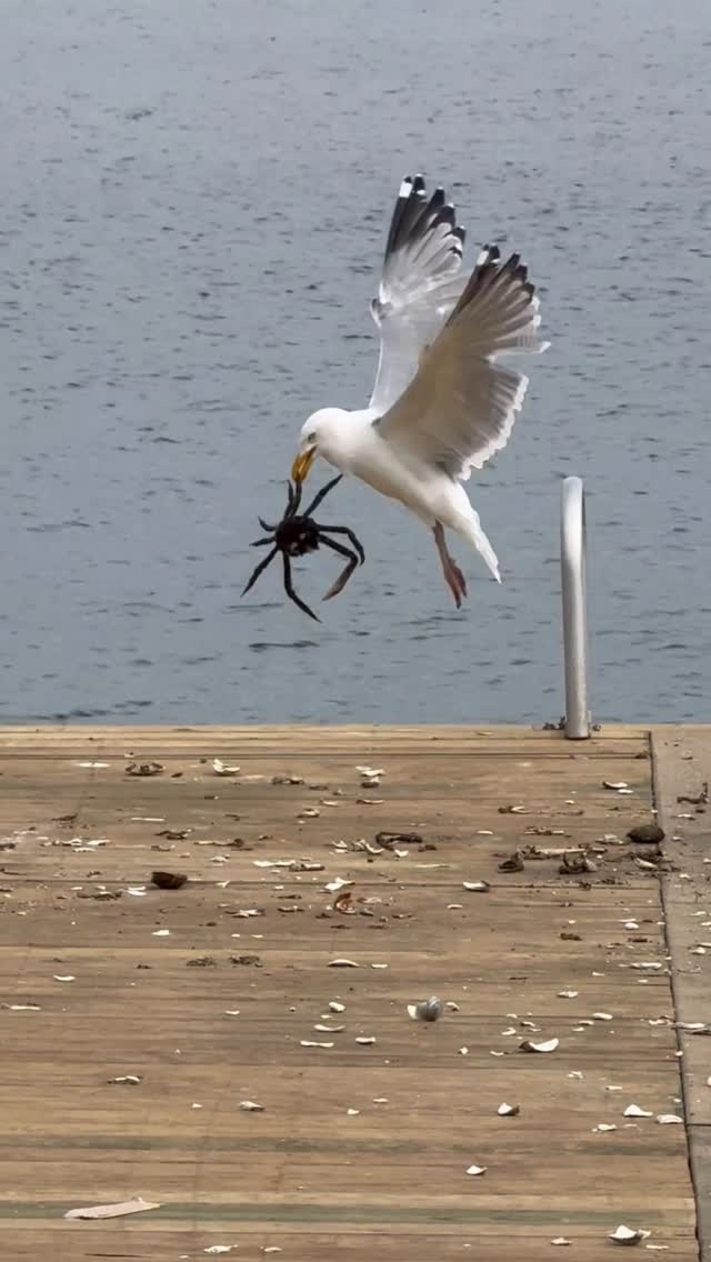 After the gull caught the crab and dragged it onto the pier, it had virtually no chance of survival.…