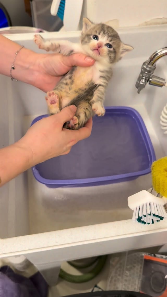 Did you squeeze the water off that kitten. Yep. But gently.