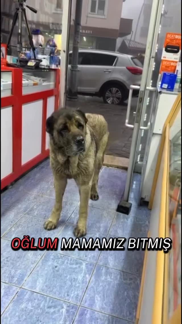 Goca oğlan kim bilir kime hizmet etti,kulaklarını kökten kesmişler garibin ne yapma demeye hakkı olm…
