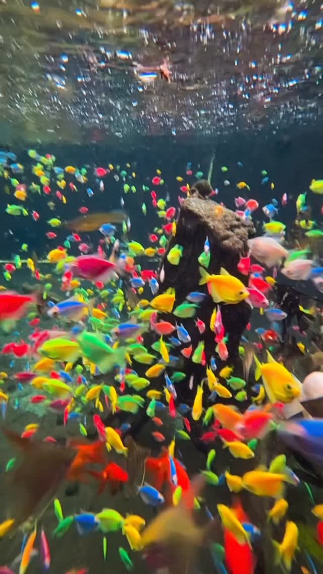 El sonido de la lluvia con los peces de colores 🐠
