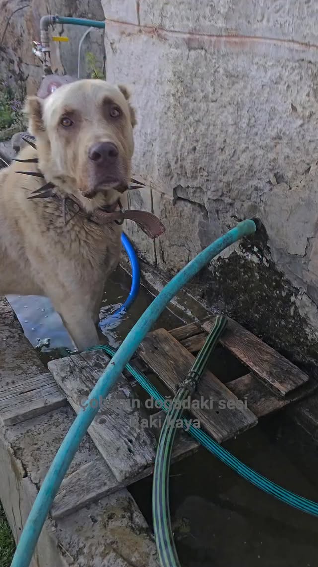 Bu köpek efsane Bozo küründen su içmez