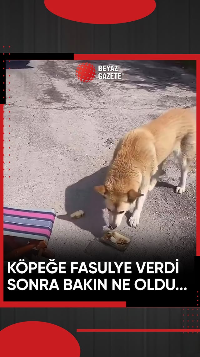 Yanına gelen köpeğe taze fasulye vermek isteyen vatandaş, köpekten beklediği ilgiyi alamadığı anları…