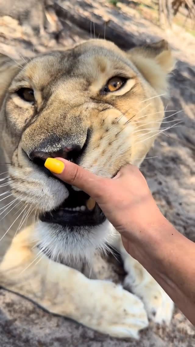 Binta belly & boops 🥰 Book a tour here at www.Singlevisioninc.org