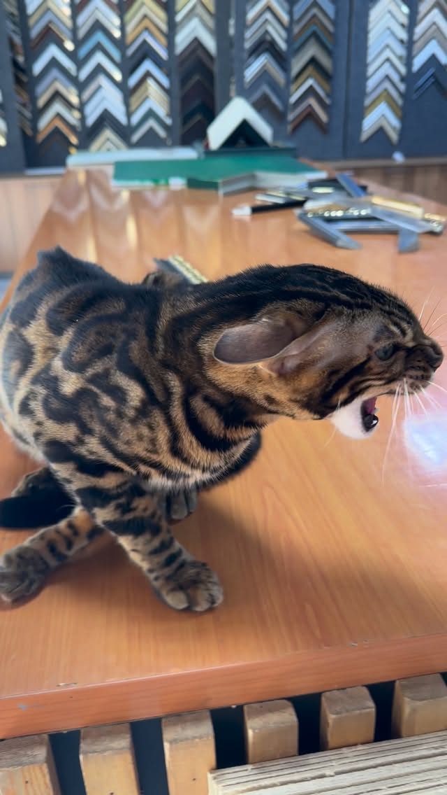 #mushuk#cat #bengal#бенгал#кошки