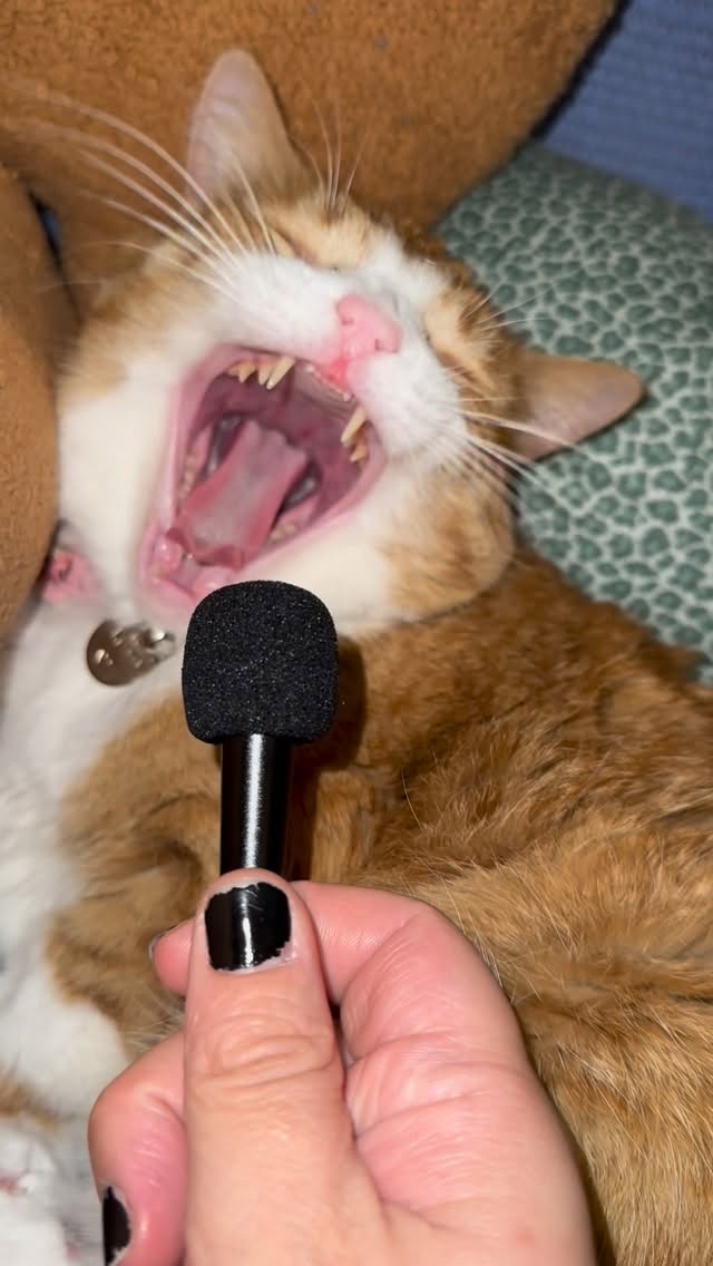 Tried to catch some Kiki snores and purrs…I don’t think she appreciated the mic shoved in her face! …