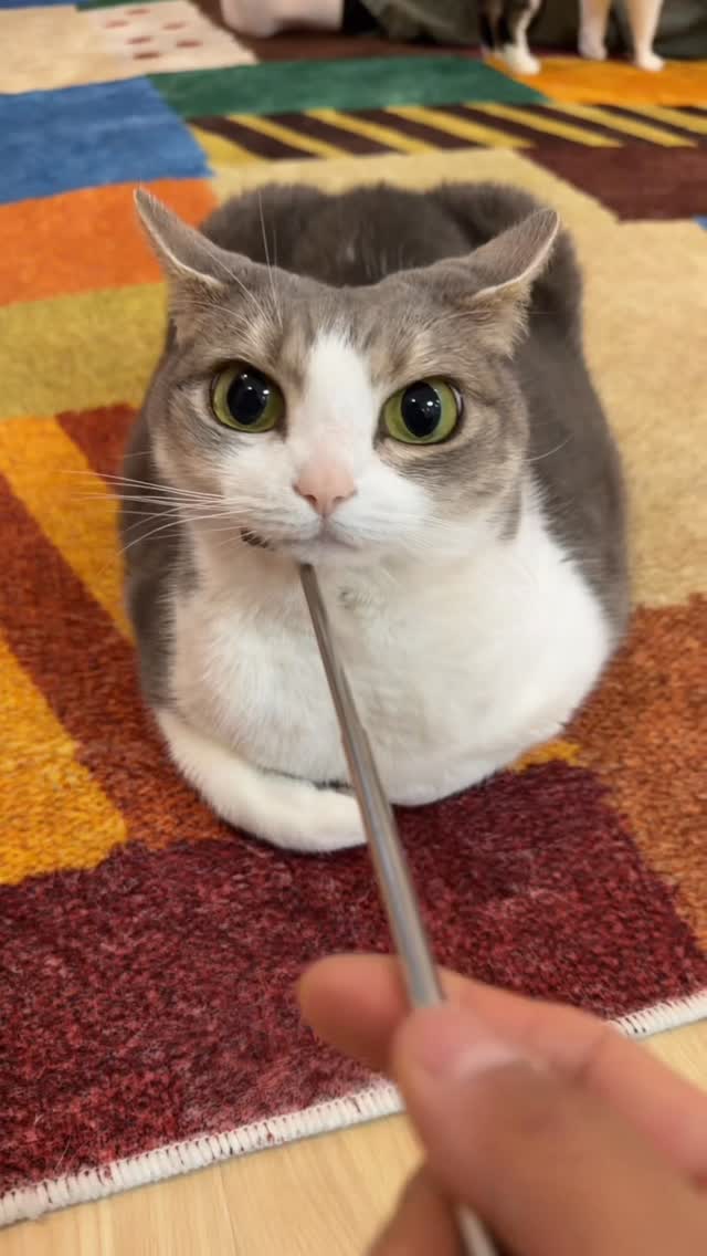 so pretty #cat #cats_of_world #catlover #catstagram