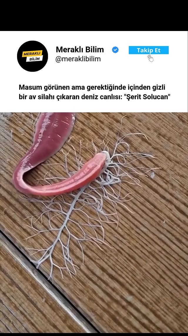 “Ribbon worm” olarak bilinen Şerit Solucanı, genellikle denizlerde yaşar ve ince, uzun, şerit gibi v…