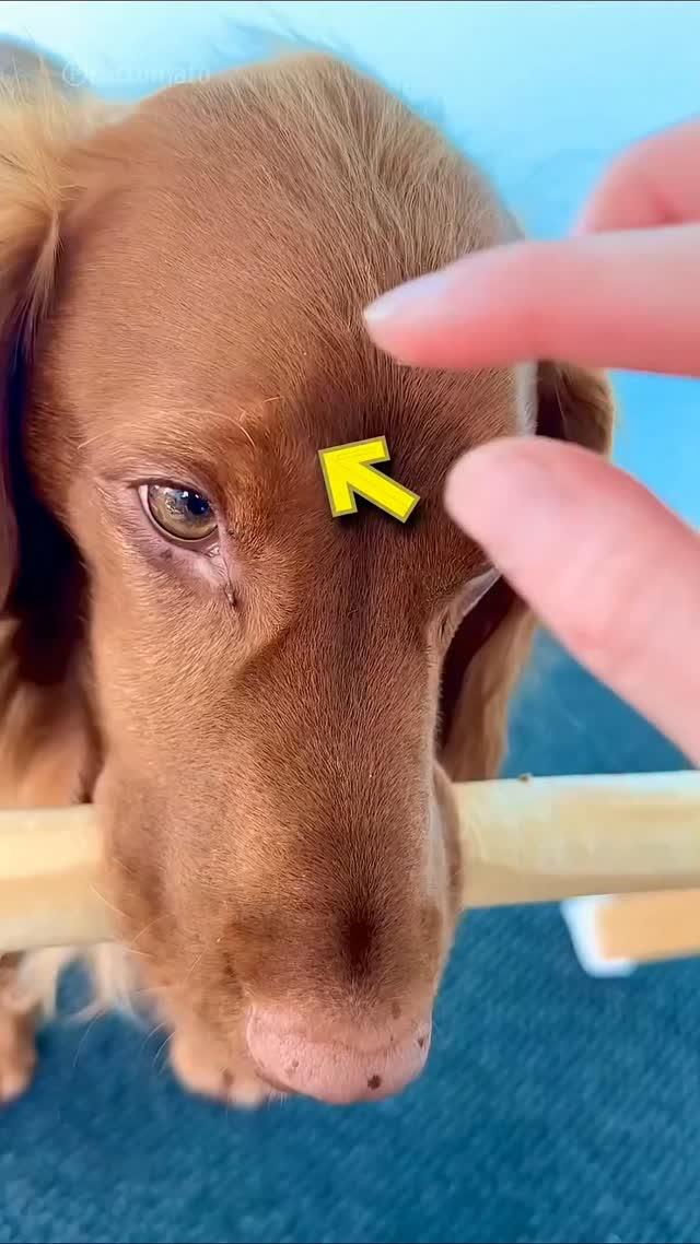Owner Help Dog With Tick #pets #catvideos .