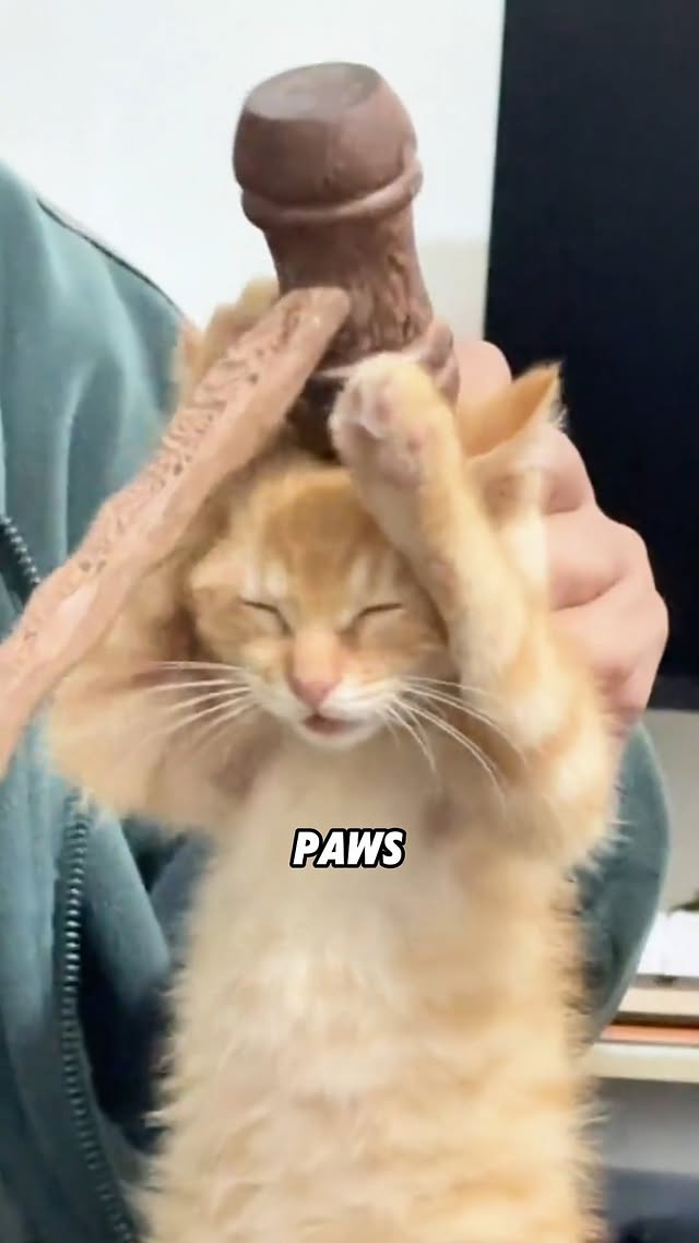 XL Orange cats surrender vs tabby partnerships! Cat personalities revealed! 🐈🤝#animals #funny #scien…
