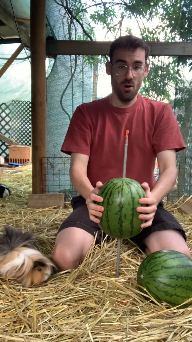 Guinea pigs vs watermelon