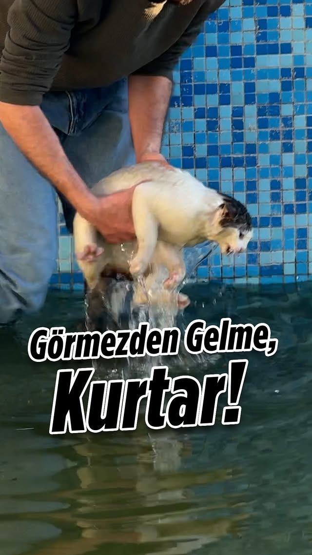 Şu iki görüntü arasındaki farkı biliyor musunuz? Sadece 4 gün ve birazcık şefkat… 🐾 Köpeğimizi gezdi…