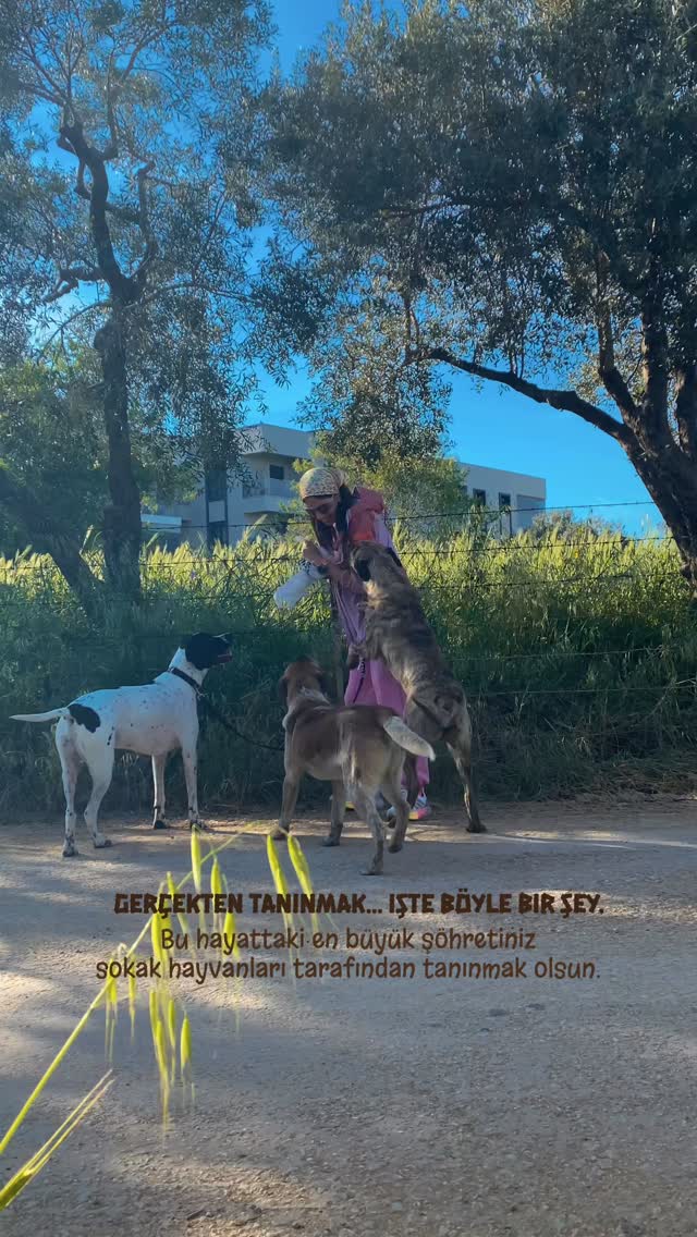 Bu hayattaki en büyük şöhretiniz sokak hayvanları tarafından tanınmak olsun. ✨