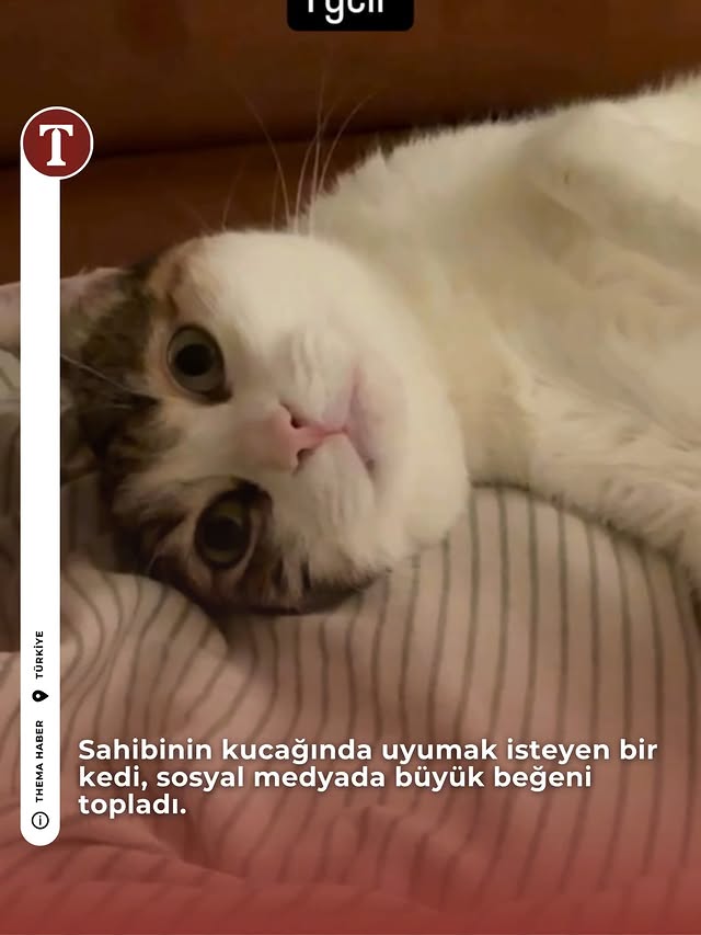 Sahibinin kucağında uyumak isteyen bir kedi, sosyal medyada büyük beğeni topladı. 📹 @incirartar #ked…