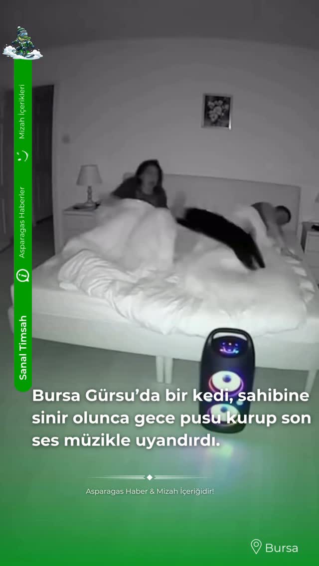 Bursa Gürsu’da "İntikamcı Kedi" Pususu: Gündüz Sahibine Sinirlenen Kedi, Gece Yarısı Son Ses Müzikle…