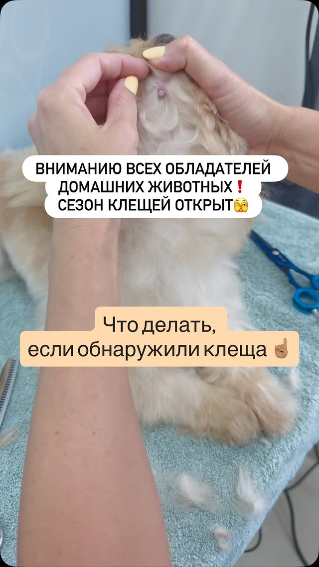 Вот что можно сделать, если у вашей собаки обнаружен клещ: ❗️без паники❗️ 1️⃣Немедленно зафиксируйте…