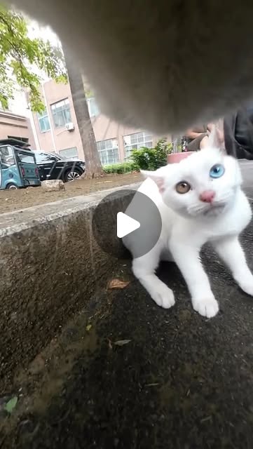 The kitten and its friends#cats