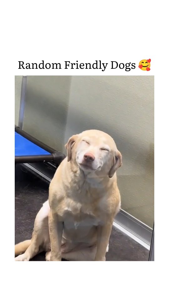 There is truly nothing that compares to the pure, unadulterated chaos of meeting a "random" dog in t…