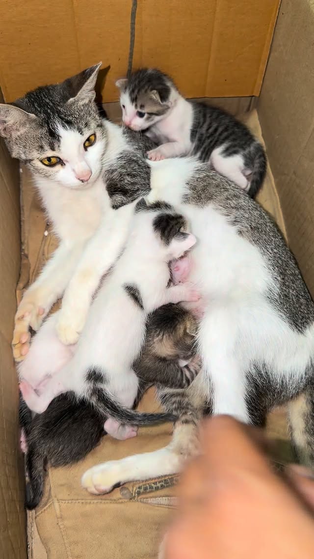 Mixing rescued kitten with old kittens #cat #kitten #catmom #catrescue #catcare