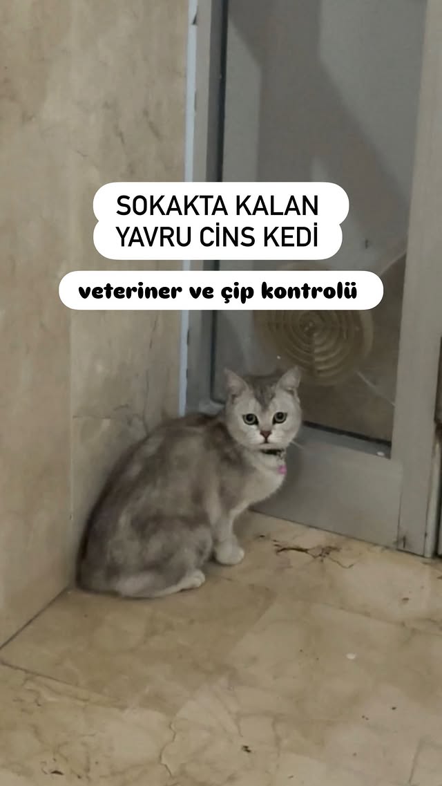 Güzel kızımızı veterinere götürdüm ve tedavisine başladık. Bir hafta kadar ilaçlarını düzenli kullan…