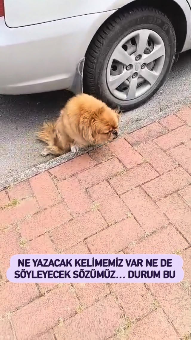 Arka bacakları felç kalan bir Pekinez…Adı Fıstık Tasmasız gezdirildiği için ATV çarpıyor.. Bunu hâlâ…
