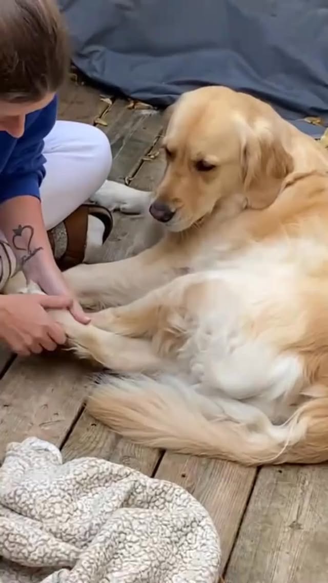 Dog vs mom 😂🐕 #fypシ゚viral #humor #dog