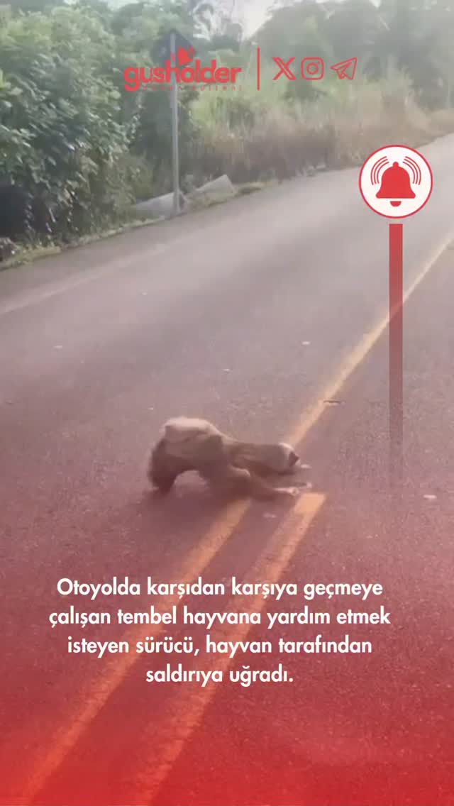 Content pinned by @gusholdernews