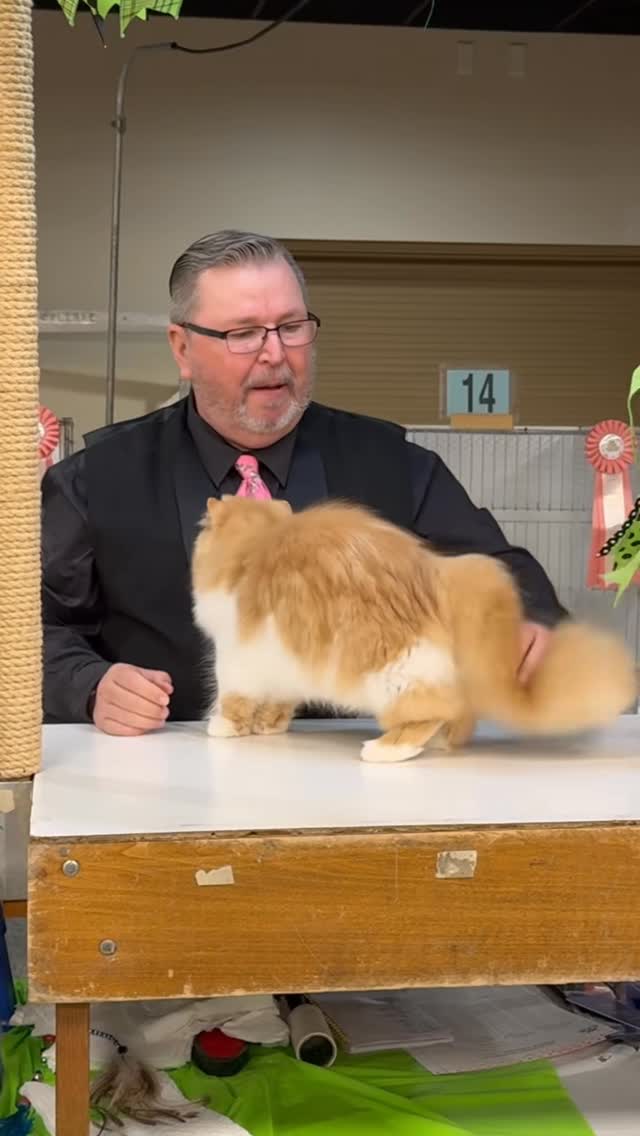 The annual cat beauty contest is less about strict perfection and more about celebrating the unique …