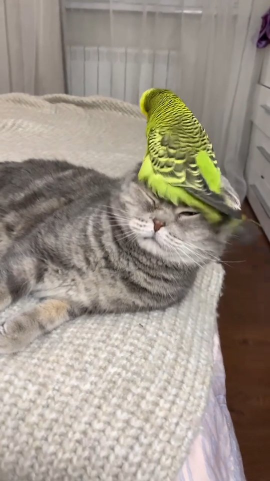 #cat #cute #catvideo #cutecat #funnyvideo