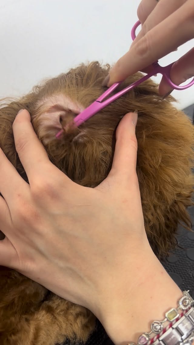 Köpeklerde kulak içi tüylerin kontrollü şekilde alınması, sanıldığından çok daha önemli bir bakım ad…