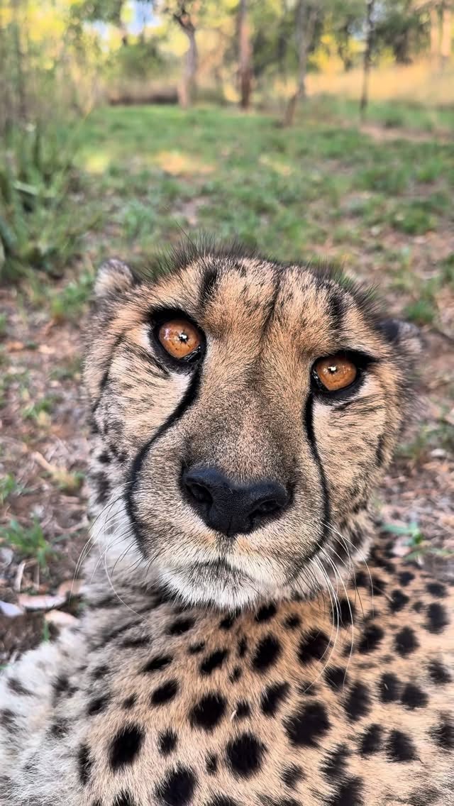 🇬🇧 With @naturallyneighbours, we’d like to introduce you to Pemba. He stands out instantly with his …