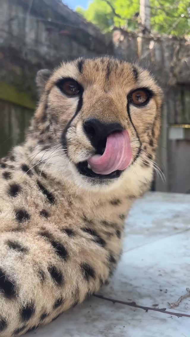 Saying hi to Kiara 🩷 It’s so amazing to get to see these incredible cats up close every day 🫶