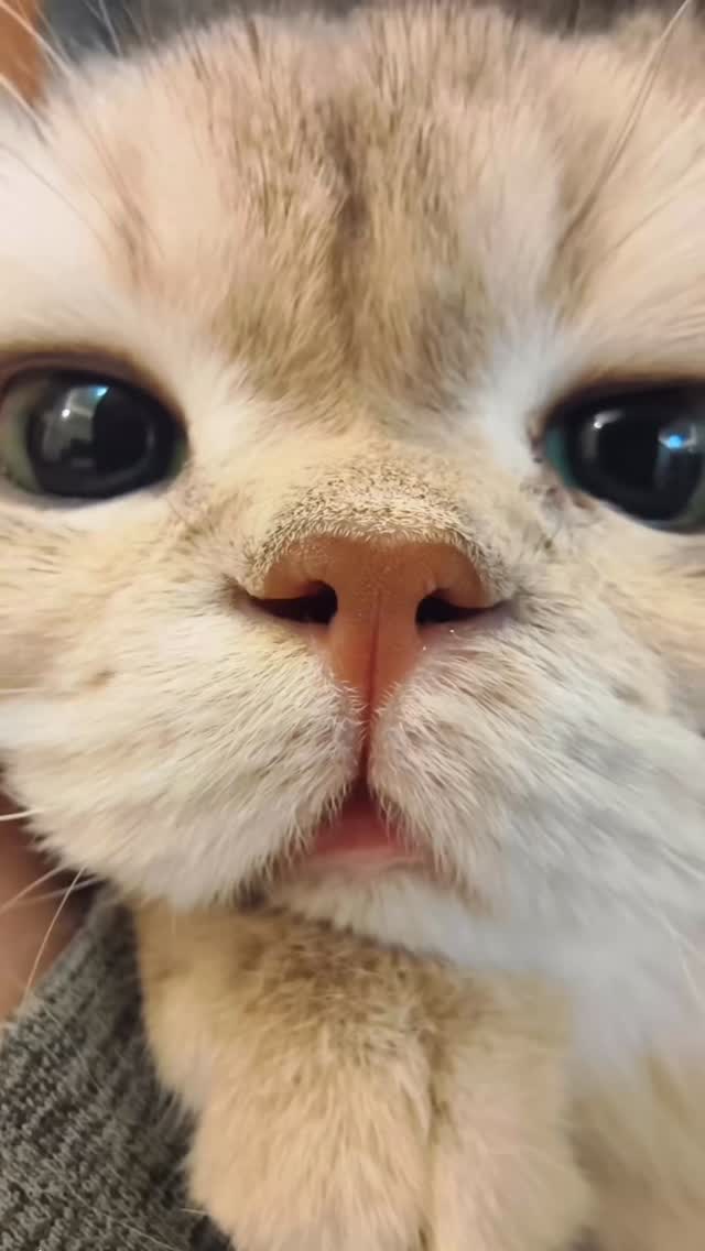 I can’t handle this cuteness