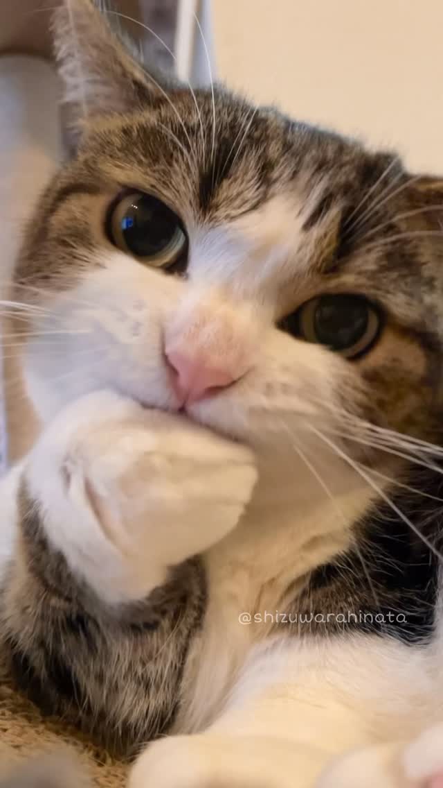 🐱👅 クリームパンお手入れ中🐾 Hinata . . . #猫 #cats #catlife #cat #catsofinstagram