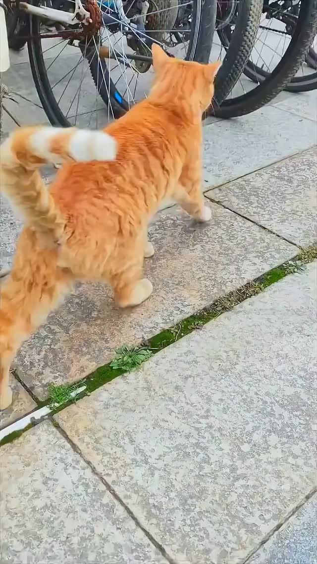 #catsarelife #catworld #dailykitten #catoftheworld #cats
