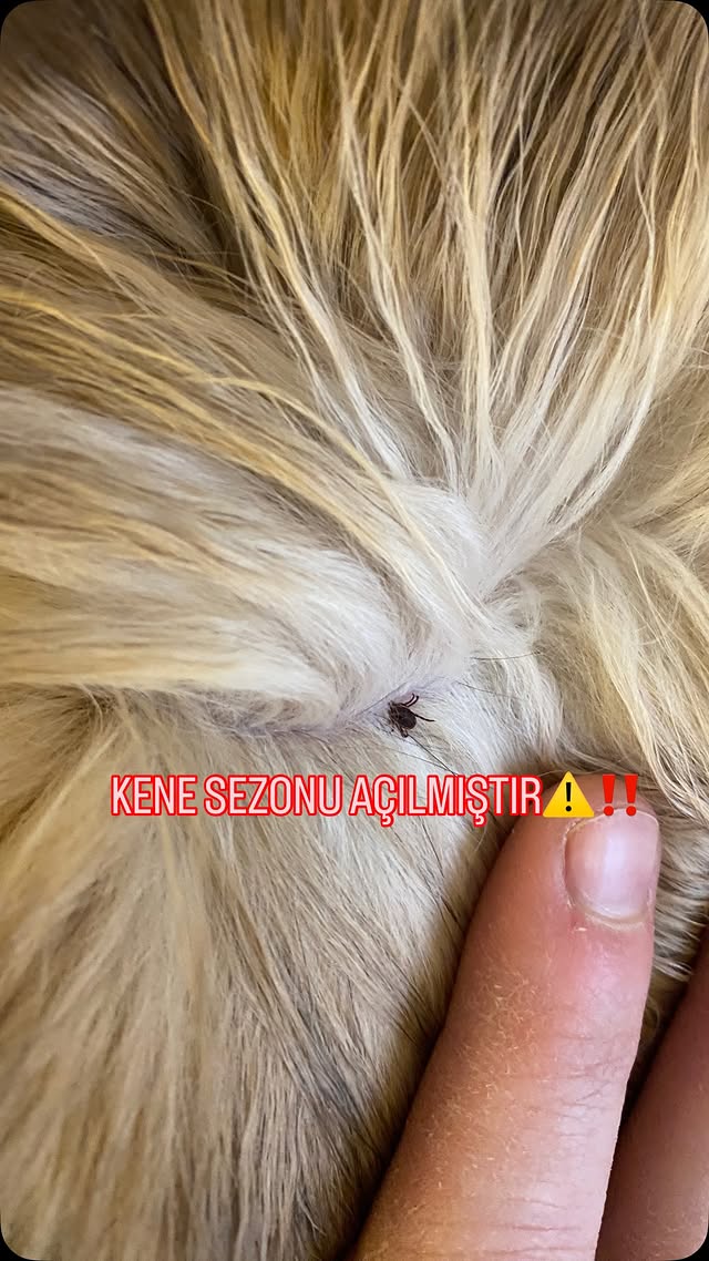 Evcil dostu olan anneler ve babalar, dikkat ⚠️ Kene sezonu başladı. Patili çocuklarımız dışarıdan ge…