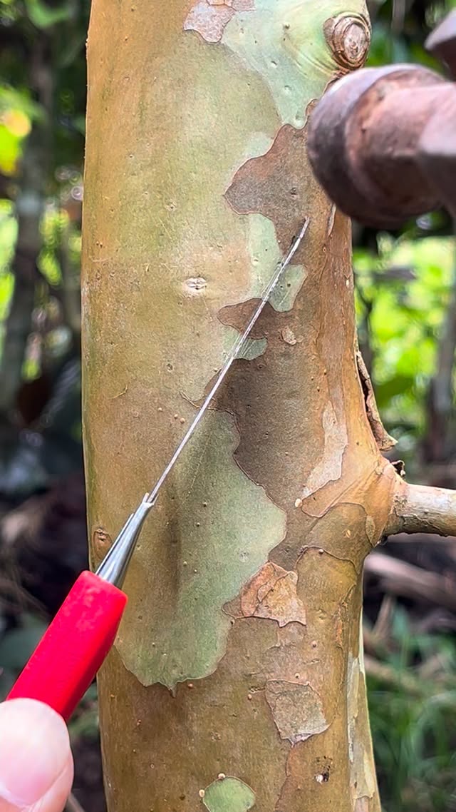 Learning simple grafting🌲 #grafting #plant
