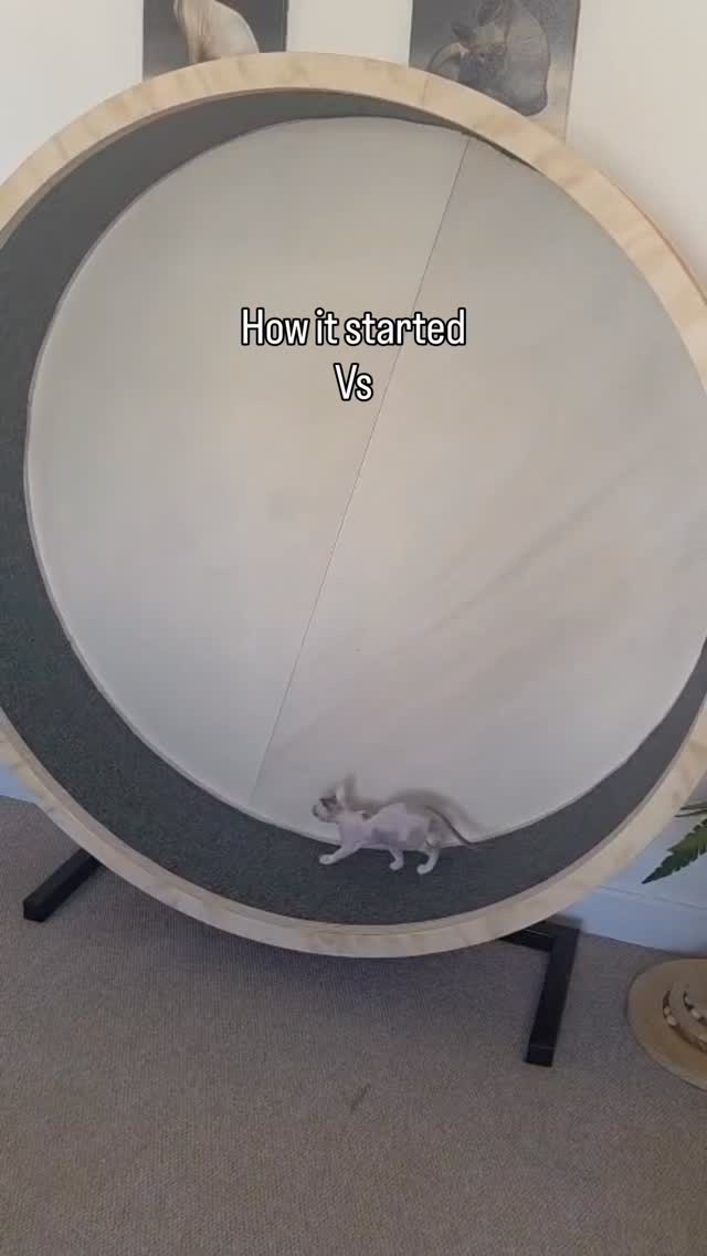 Happy Caturspacekitty boooiink 🤣 #funnyreels #funnyanimals #cats #catwheel #catrule