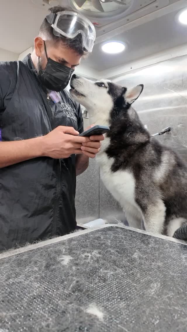 Esto fue un caos desde el segundo 1 😳 Me mojó, me gruñó, chilló y botó pelo por todos lados… cada pa…
