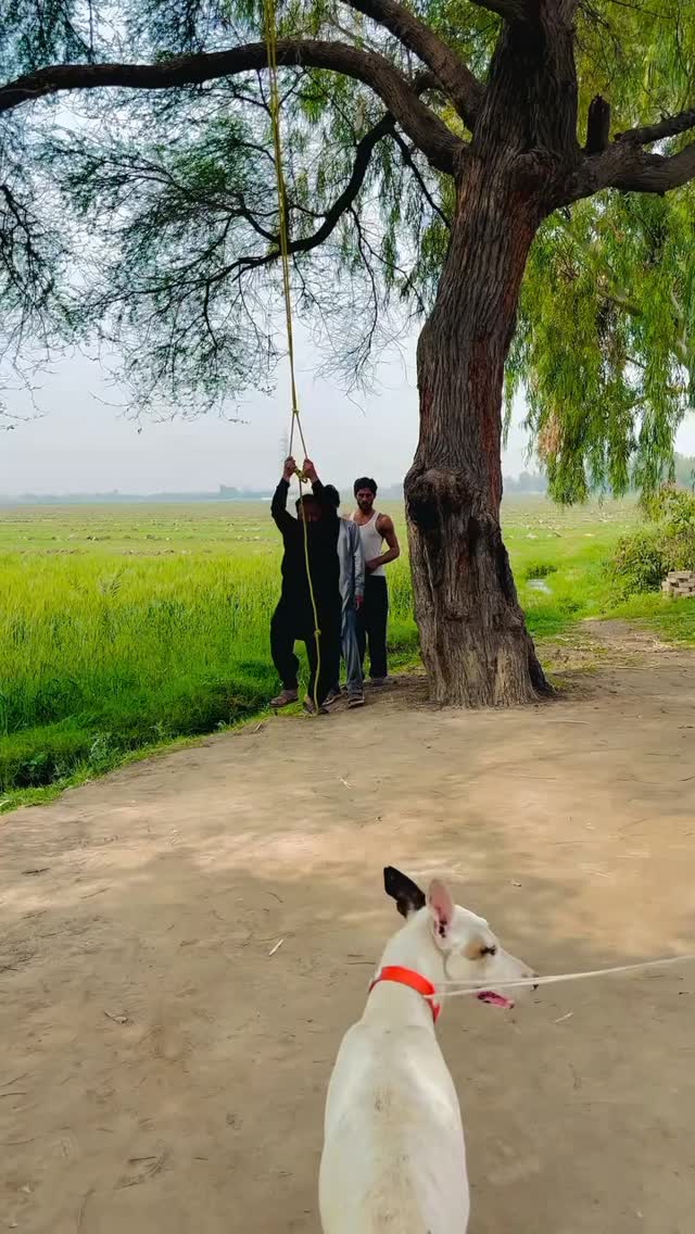 Wait for epic twist of dog 🐕😆🤪😂