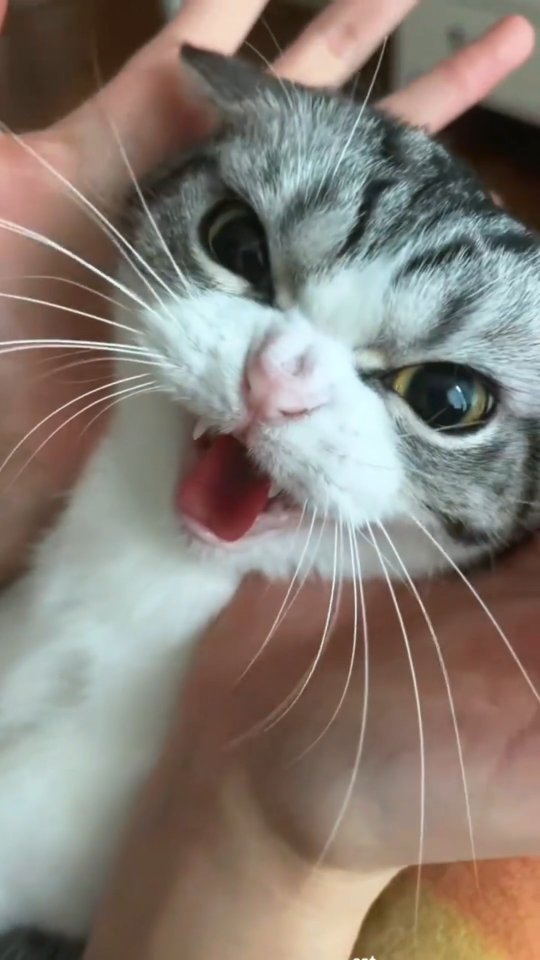 #cat #cute #catvideo #cutecat #funnyvideo