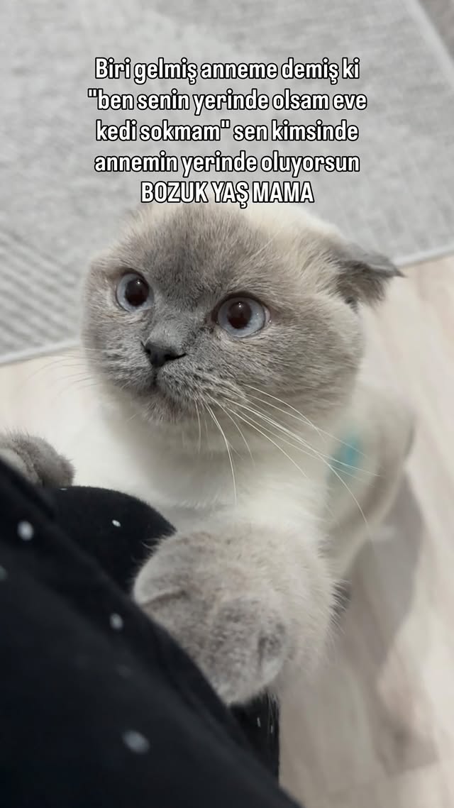 😼 . #cat #kesfet #love #catsofinstagram #scottishfold