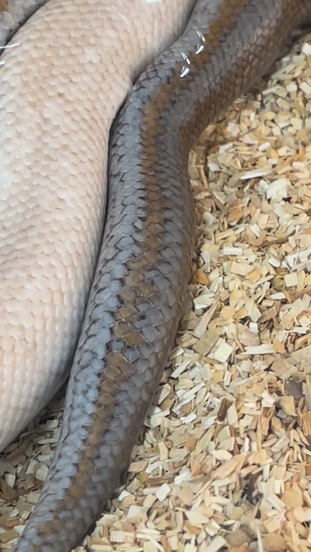 Great video of a male rosy boa using one of his spurs to court a female. Double het snowwhite x snow…