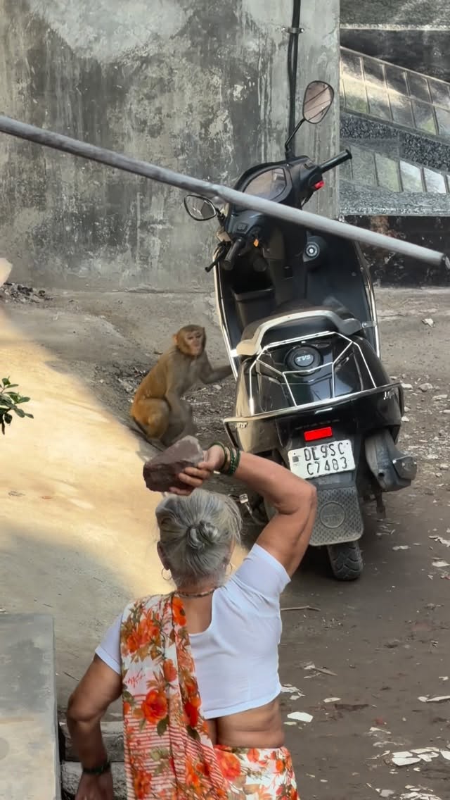Dangerous monkey video part 1