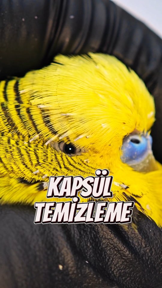 TEMİZLEME VİDEOLARINI ÖZLEYENLER BURADA MI 😀 Sağlıklı günler ve kanat dolu mutluluklar dilerim. Kuş …