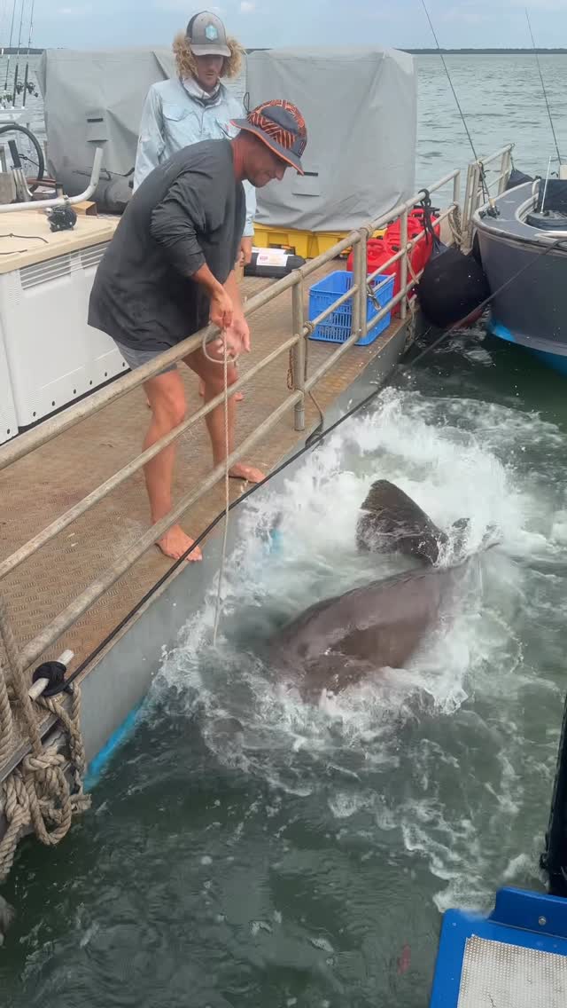Feeding the pets #rivermonsters #australia
