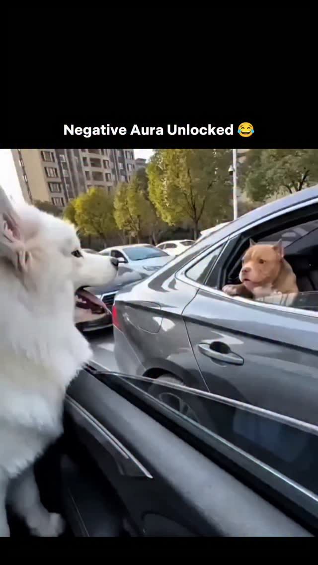 This post shows a perfect expectations vs reality moment unfolding during a roadside standoff. A flu…