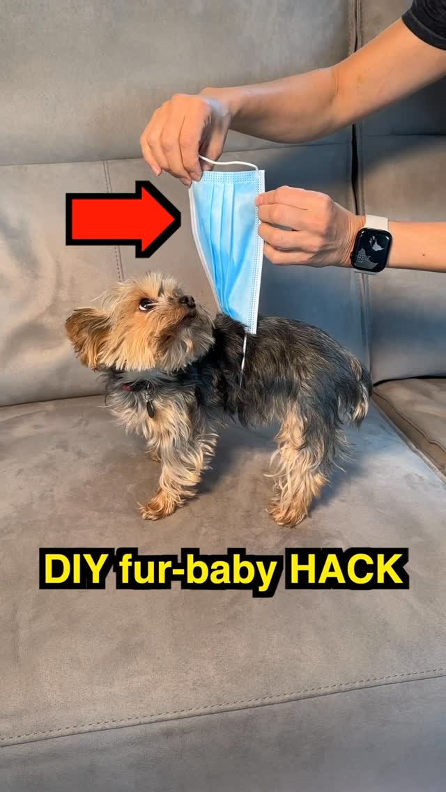 DIY for female pups!