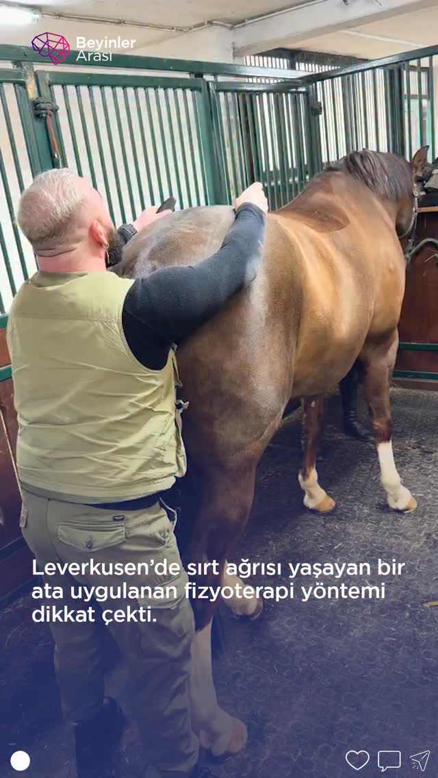 Almanya’nın Leverkusen kentinde sırt ağrısı yaşayan bir ata uygulanan tedavi yöntemi dikkat çekti. V…